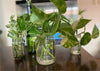 Recycling Used Jars: Brighten Your Day with The Miracle Plant - The Devil’s Ivy!