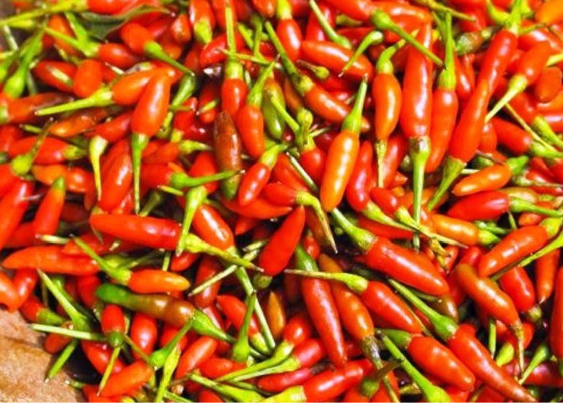 Red Chilis - Labuyo