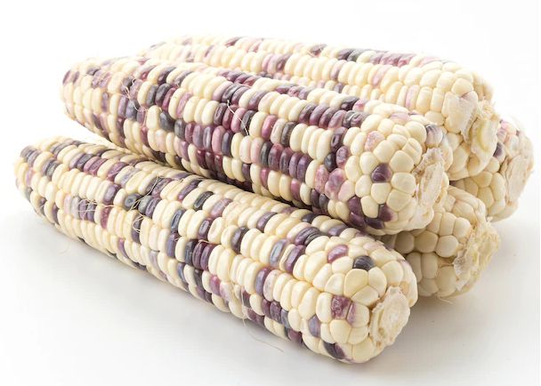 Purple white corn