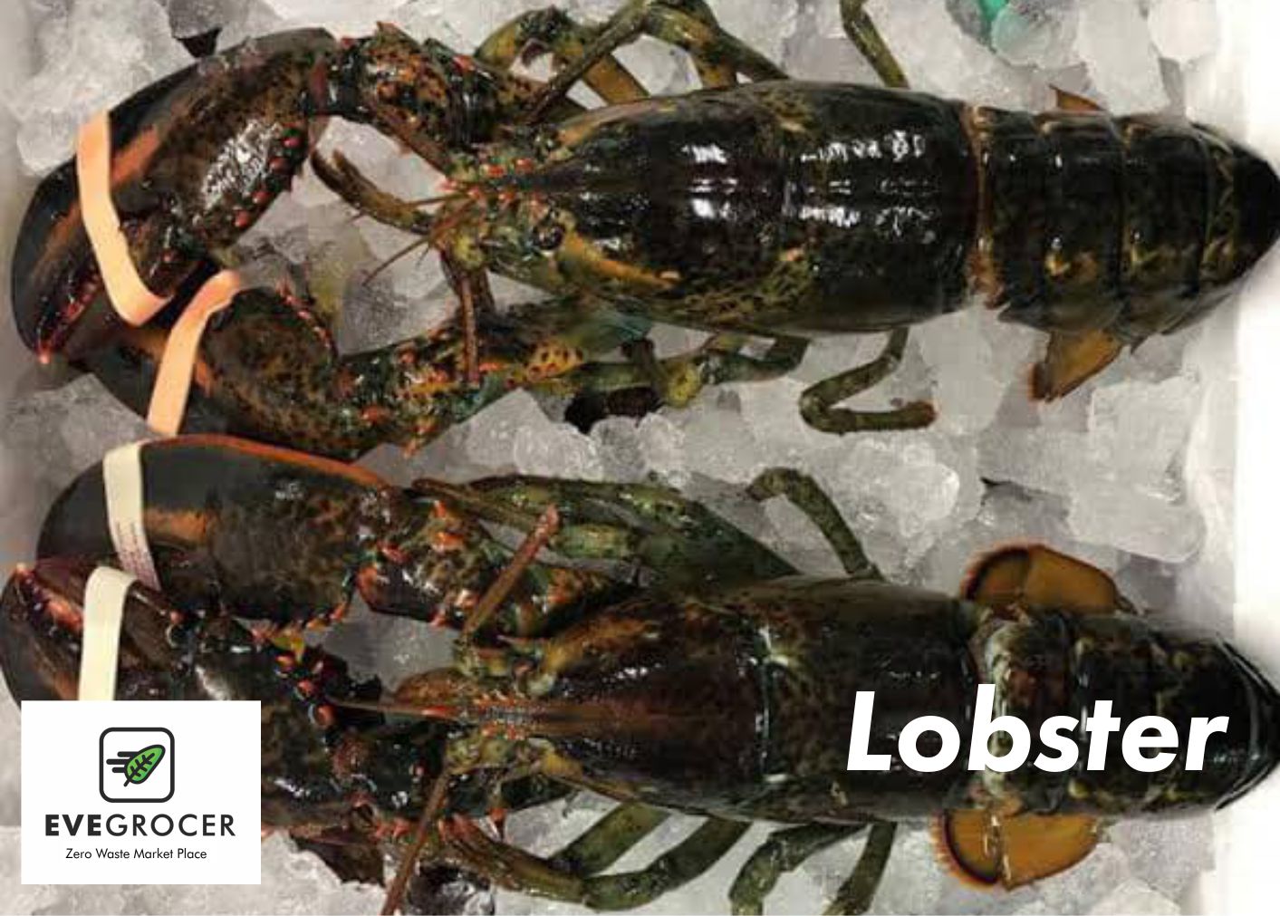 Lobster - Live or Frozen