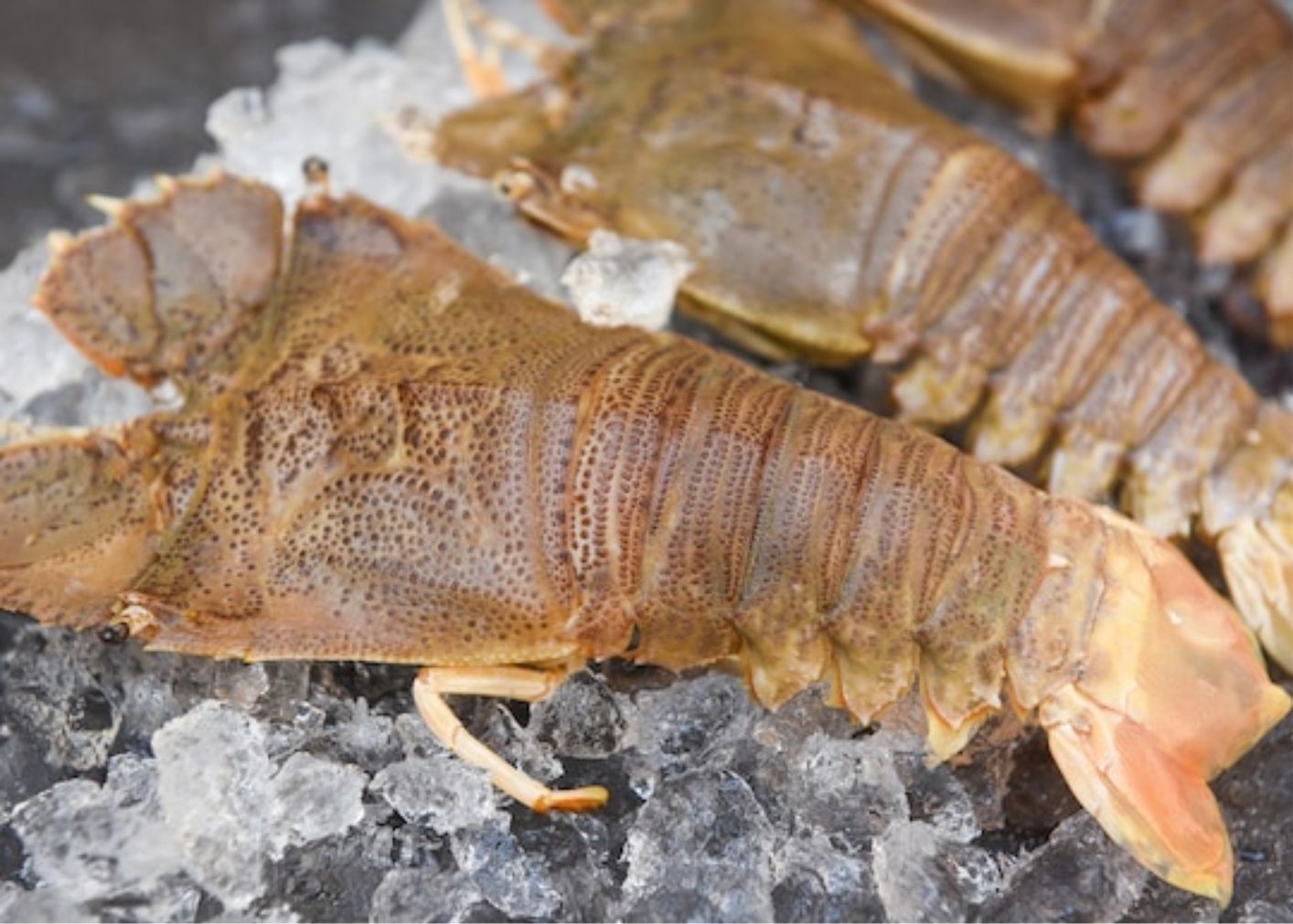 Slipper Lobster – Công Ty Tân Đại Thành Seafoods