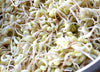 Mung bean sprout - Toge