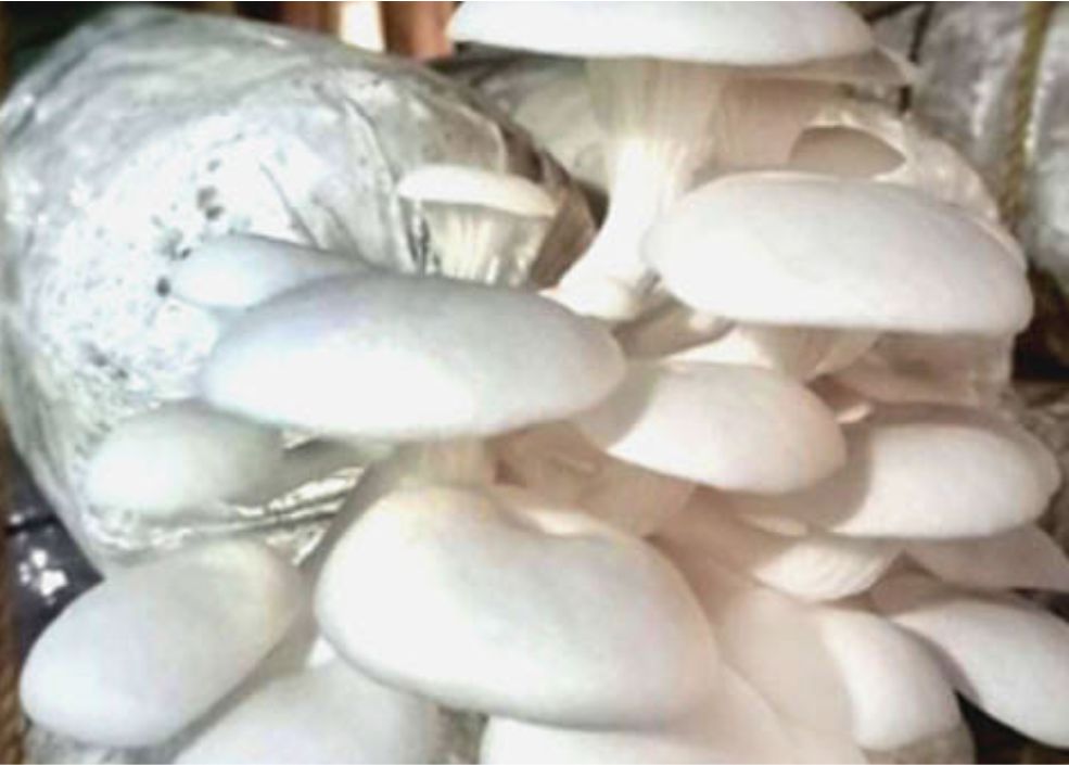 White Mushroom Spawning Bags 10 bags